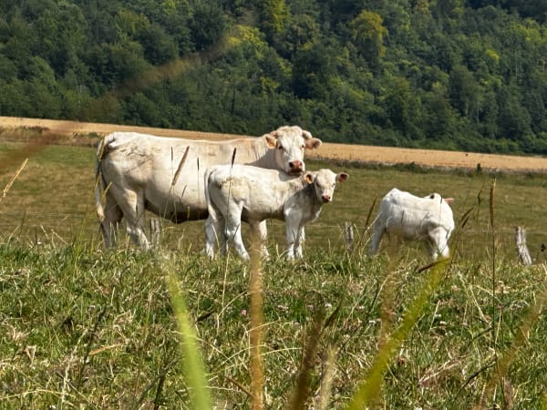 Le Mont Rôti - Rieux - 1