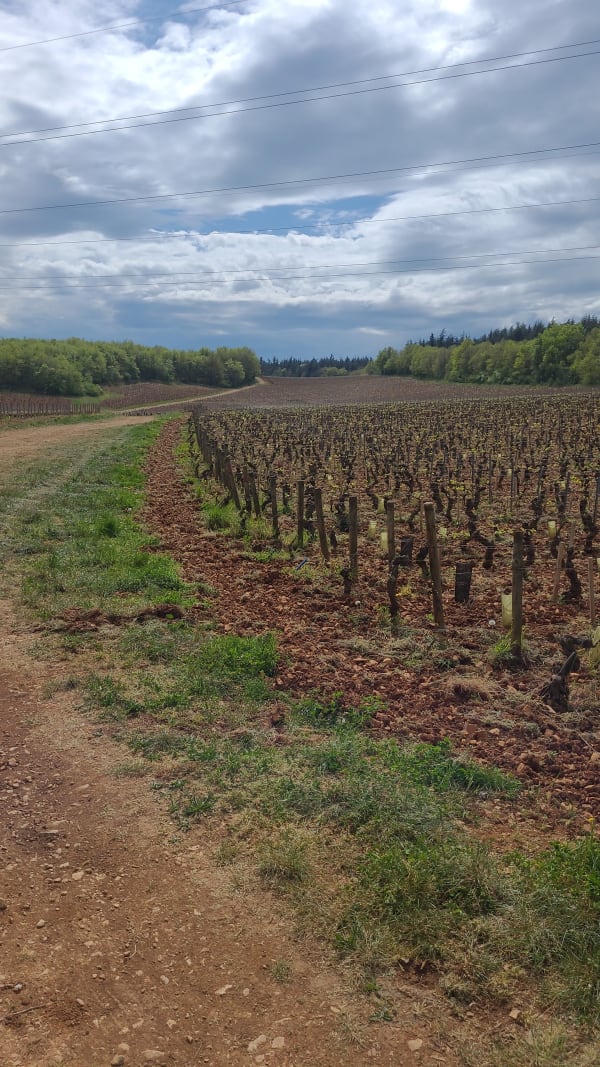 Sortie dans les vignes autour du Mont Morin - Mercurey - 1