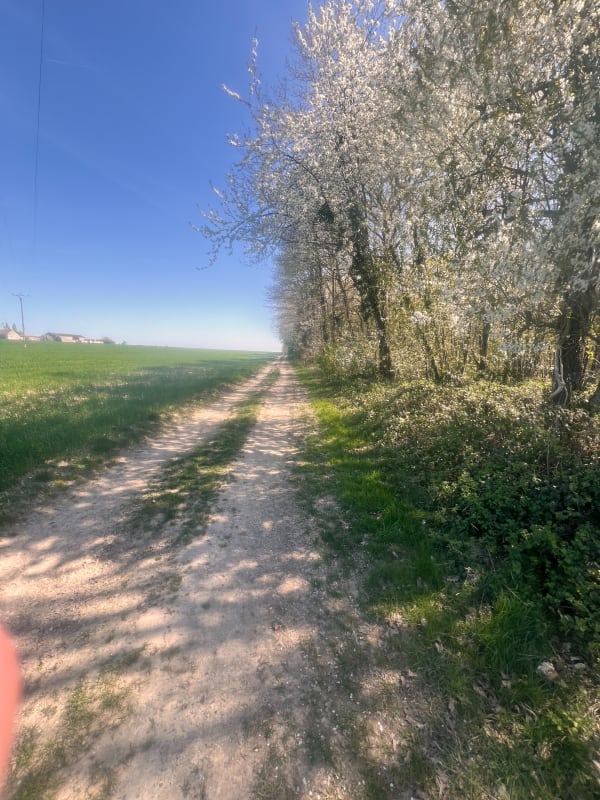 Colline de Saint-Martin et orchidées sauvages - Saint-Martin-du-Tertre - 1