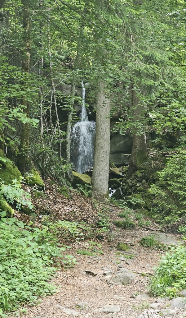 Bois des Traversiers variante - Saint-Jean-de-Sixt - 1