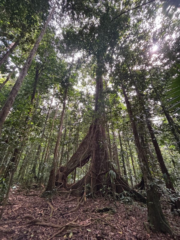 Basse-Terre et évasion dans une forêt tropicale envoûtante - Petit-Bourg - 1