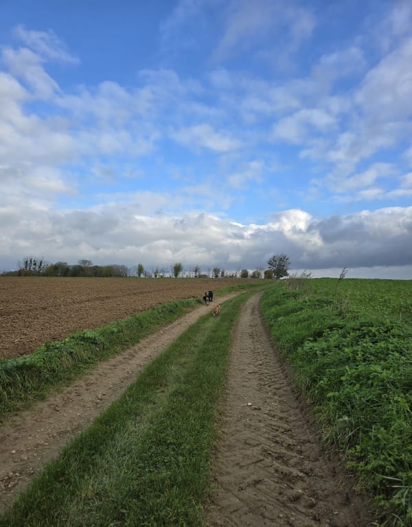 Le Dîmage d'Auzouville-sur-Ry et sa calme campagne - Auzouville-sur-Ry - 1