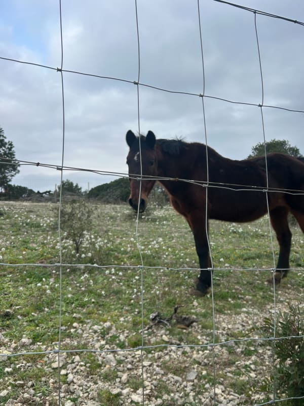 Rondleiding door de Grand Salin de Sigean en de bevroren natuur - Sigean - 1