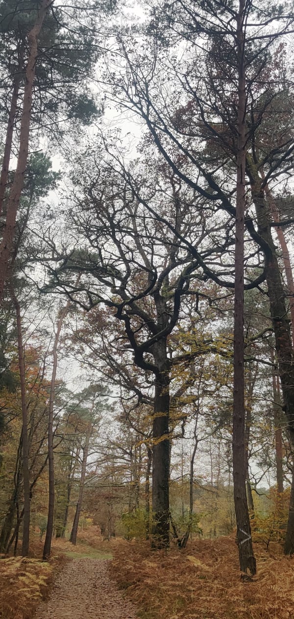 Carrefour de La Croix du grand maître - Fontainebleau - 1