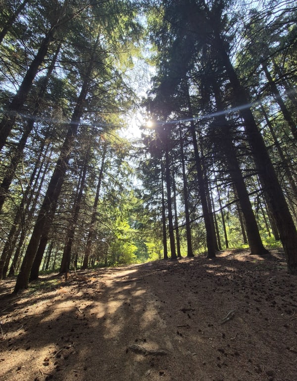 En Forêt jusqu’àu Crêt de Lacrampe - Ville-sur-Jarnioux - 1