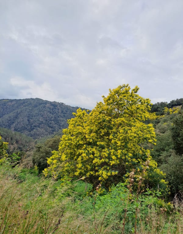 Village de Tanneron et douce autopsie du mimosa - Tanneron - 1