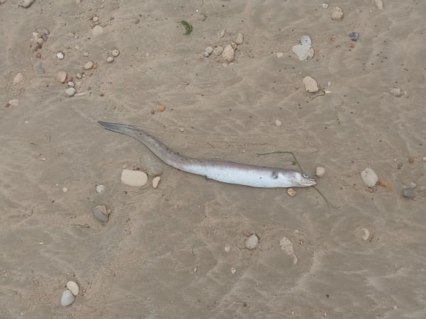 Le bois et la plage du Bois-Plage-en-Ré - Le Bois-Plage-en-Ré - 1