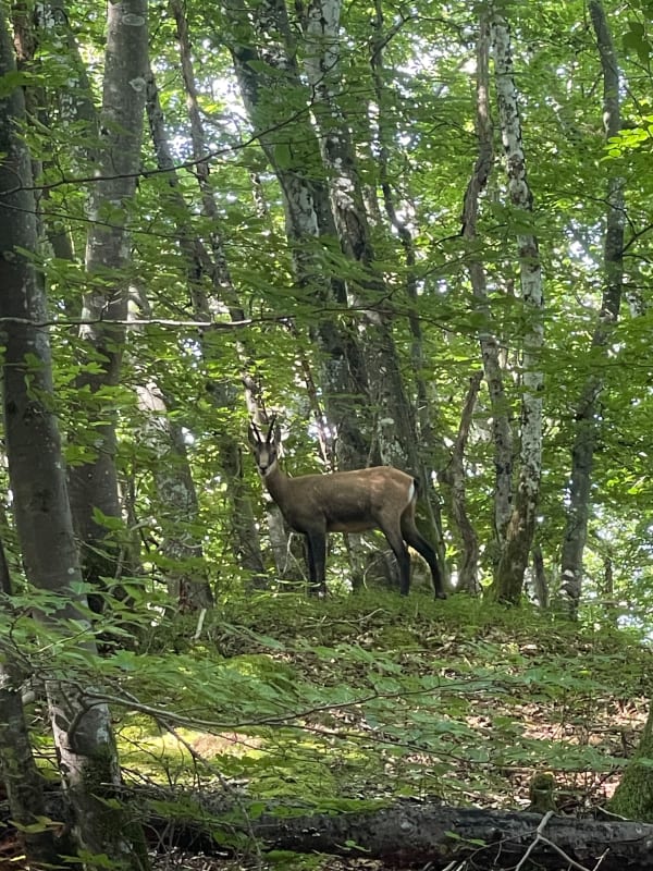 Expérience bucolique dans les bois de la Mandallaz et panorama sur le lac d'Annecy - Epagny - 1