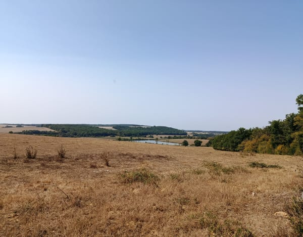 Parenthèse forestière - Fertrève - 1