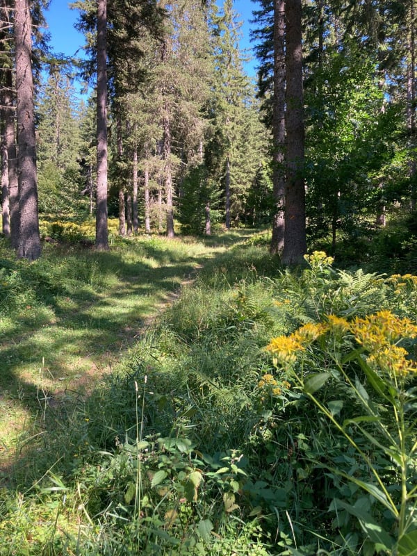 Courte boucle à Méaudre et immersion en forêt du Vercors - Méaudre - 1