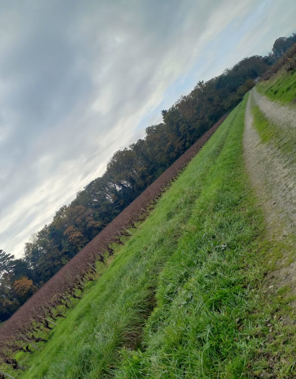 Arpenter le vignoble de La Haie-Fouassière - La Haie-Fouassière - 1