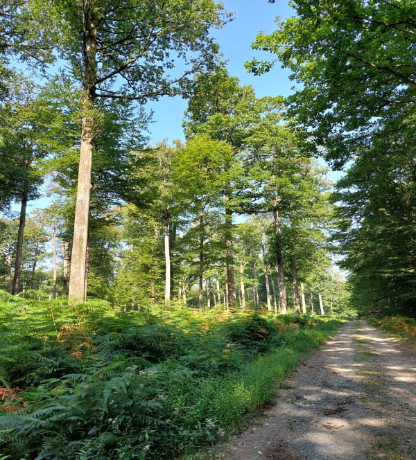 La vallée des Pierres Saint Pierre du Lorouer - Saint-Pierre-du-Lorouër - 1