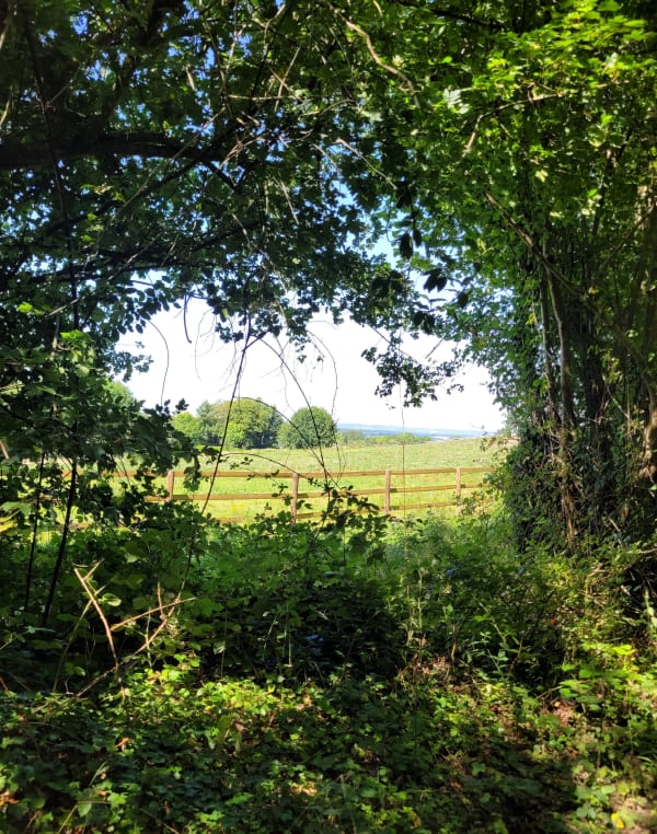 Balade dans la forêt de Quévrue - Saint-Pierre-en-Auge - 1
