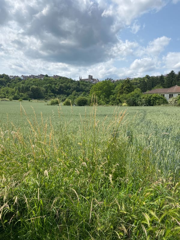 Découverte du patrimoine de Laon et cueillette sauvage - Laon - 1