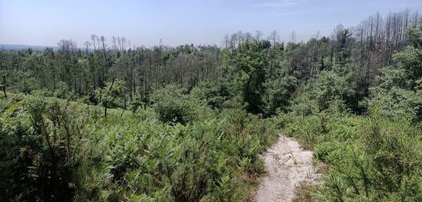 Chamadelle et sa balade en forêt, calme et relaxante - Chamadelle - 1