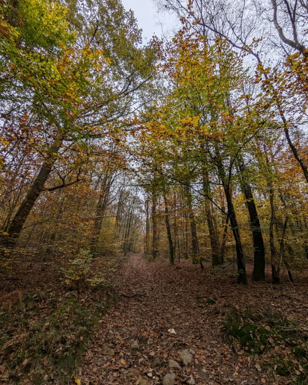 Trail bogny sur meuse - Château-Regnault - 1