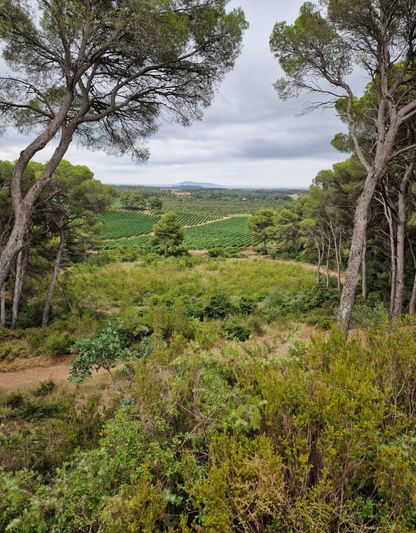 Les coteaux de Bessilles - fabrice - 1