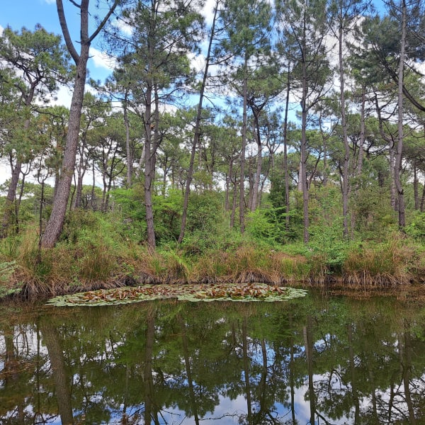 Balade en forêt de Monts, par Parée Grolier - Notre-Dame-de-Monts - 1