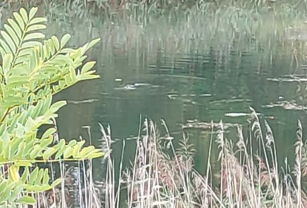 Balade au Marais de l'Etournel - Pougny - 1