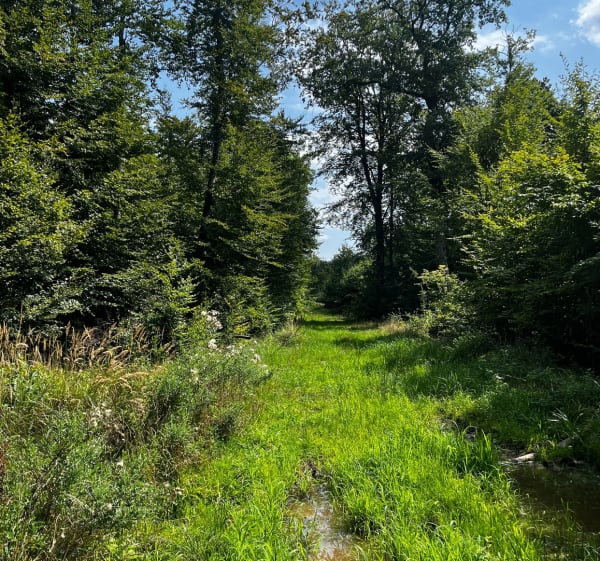 Entre prairies, forêts et étangs à Sarralbe - Sarralbe - 1