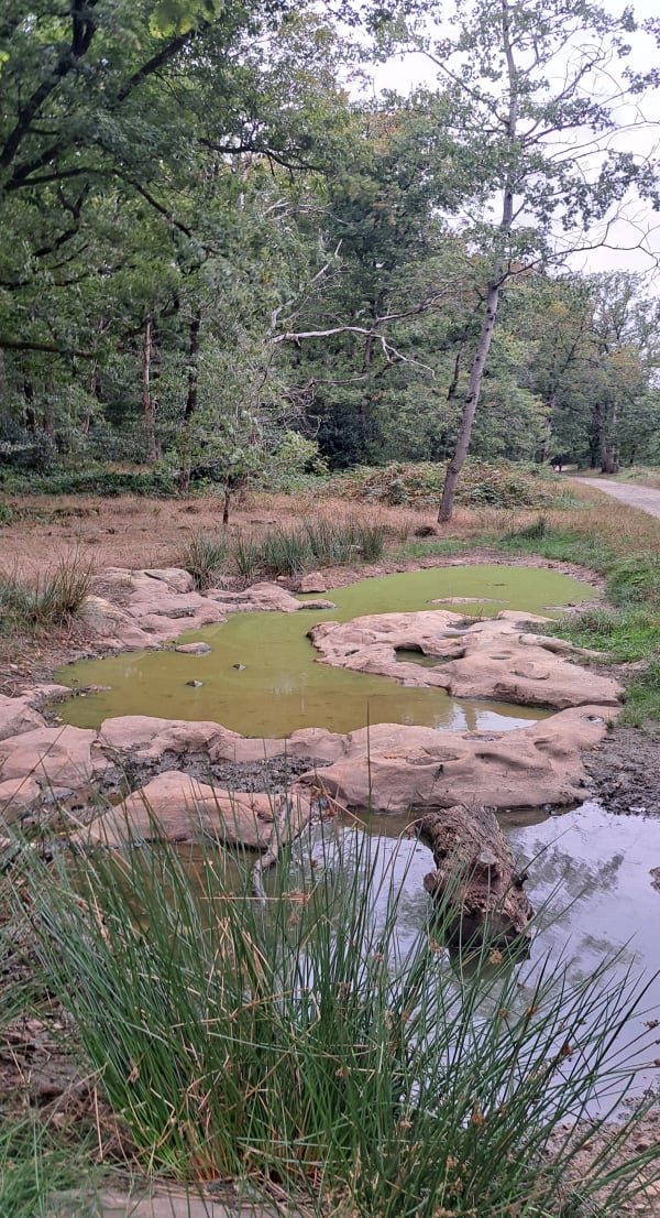 Balade à la forêt de Laroche Turpin - Fontenay-lès-Briis - 1