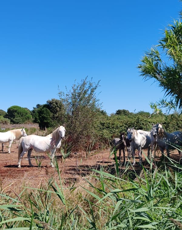 Entre Rodilhan et Bouillargues, balade dans les vignes - Bouillargues - 1