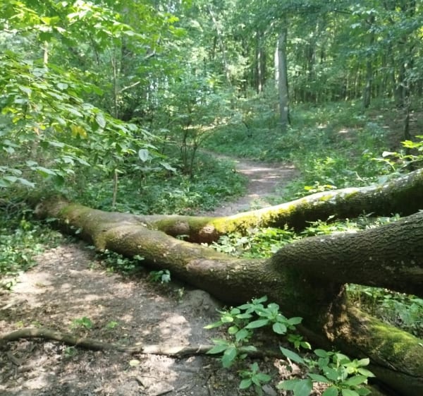 12km z targowiska do j.Brzostek przy orlenie powrót - Daniel - 1