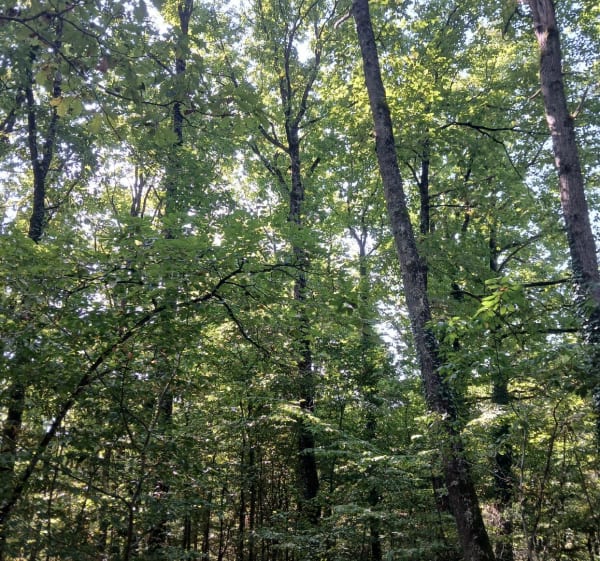 Entre rivière et forêt autour de Vierzon - Vierzon - 1