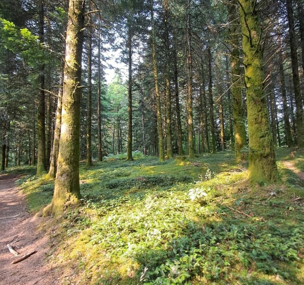 Promenade au bord du lac de Feyt - Servières-le-Château - 1
