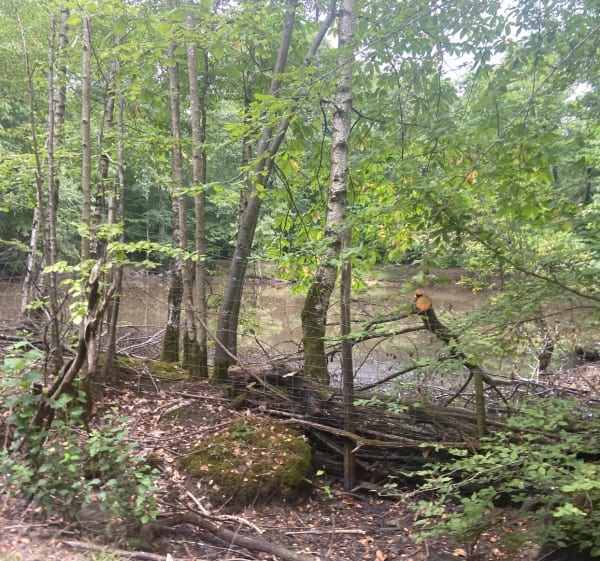 Balade autour de Clairefontaine-en-Yvelines - Clairefontaine-en-Yvelines - 1