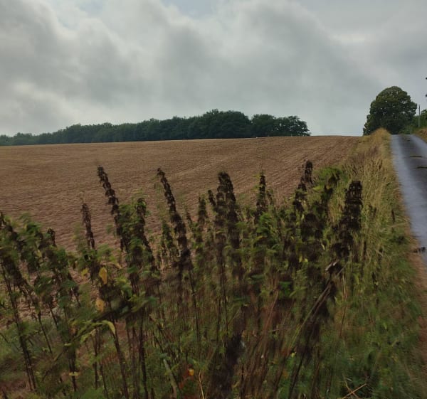 Le tournesol abandonné de Beaumont-sur-Dême - Beaumont-sur-Dême - 1