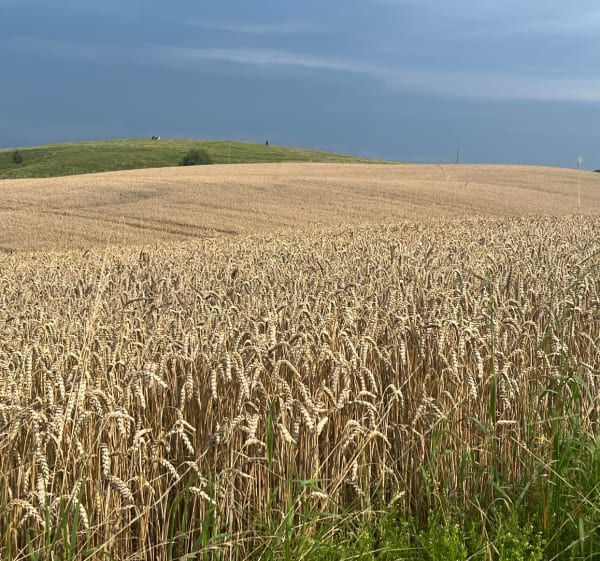 Mazury tam i nazad - Grądzkie - 1