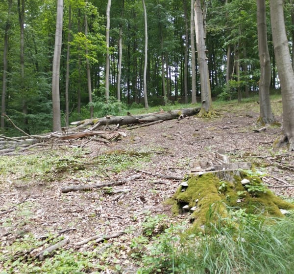 Wokół Lubniewic - Lubniewice - 1