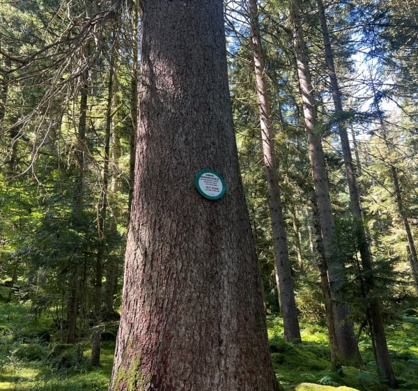 À la découverte d’un arbre remarquable à Kichompré - Gérardmer - 1