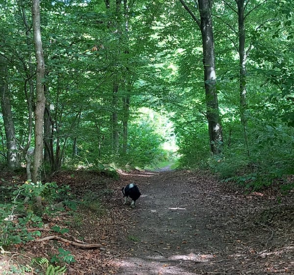 Boucle en forêt de Bord - Les Damps - 1