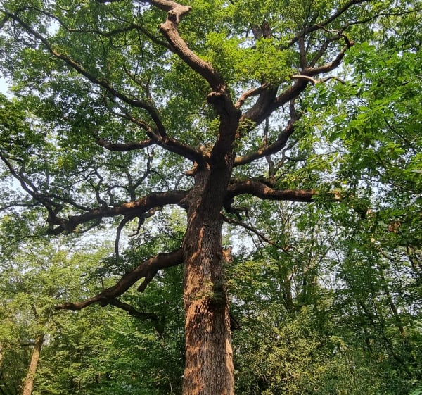 Balade en forêt de Brocéliande - Paimpont - 1