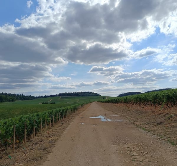 Farges direction les dessus de Rully - Farges-lès-Chalon - 1