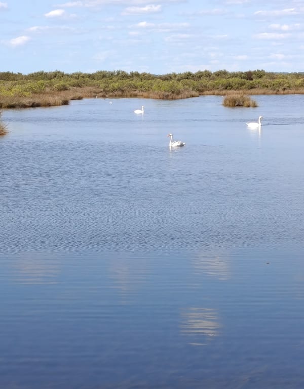 Sentier du littoral, oiseaux et marais du Bassin d'Arcachon - ISA - 1