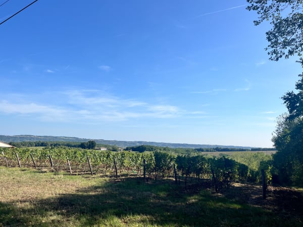Brazalem et Limon, vignobles et vergers d'Albret - Bruch - 1