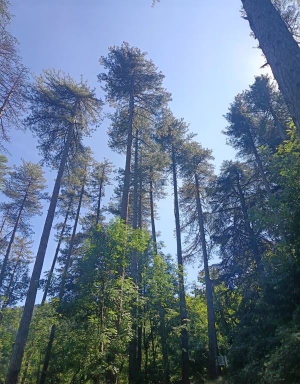Arboretum des Monts d'Orb et cueillette de champignons - Djen - 1