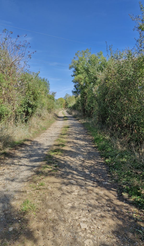 Niort, Vouillé, Aiffres - Entre Lambon et Guirande - olivier - 1