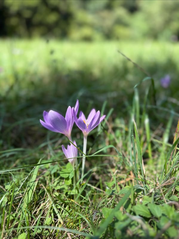 Balade dans les bois à Cuvat et doux chants de la rivière - Alexandre - 1