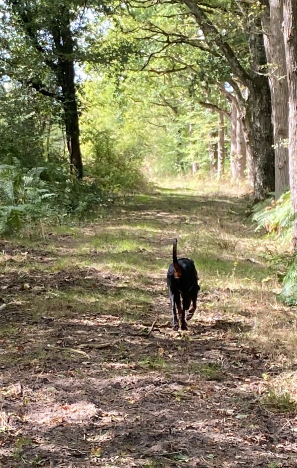 Jolie boucle dans les Bois d'Anjou - Emilie - 1