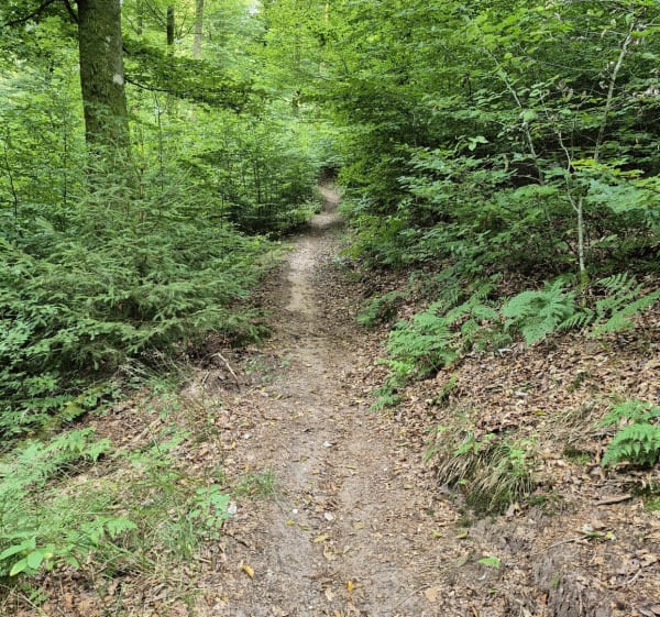 Balade en forêt de Saint-Quirin - Jérémy - 1