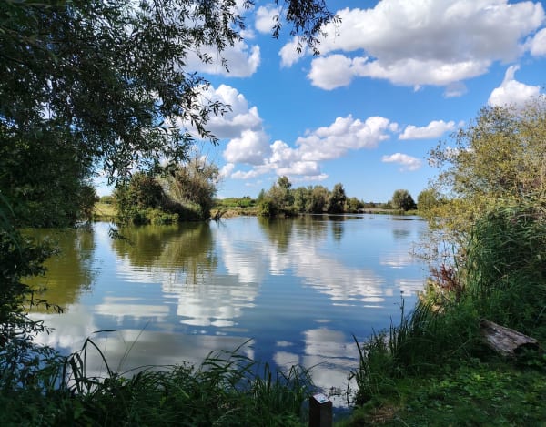Etang de Romelaëre et niche faunistique - Clairmarais - 1