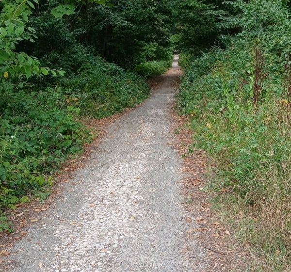 Balade en forêt Yvelinoise - PATRICE - 1