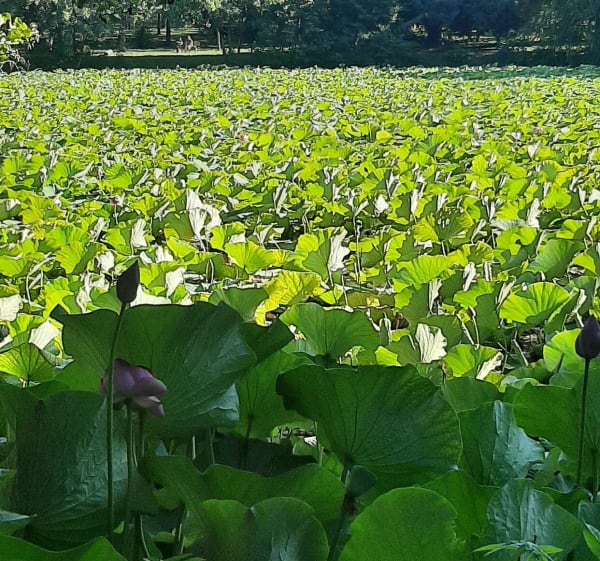Visite de l'arboretum de Châtillon-sur-Chalaronne - Virginie - 1