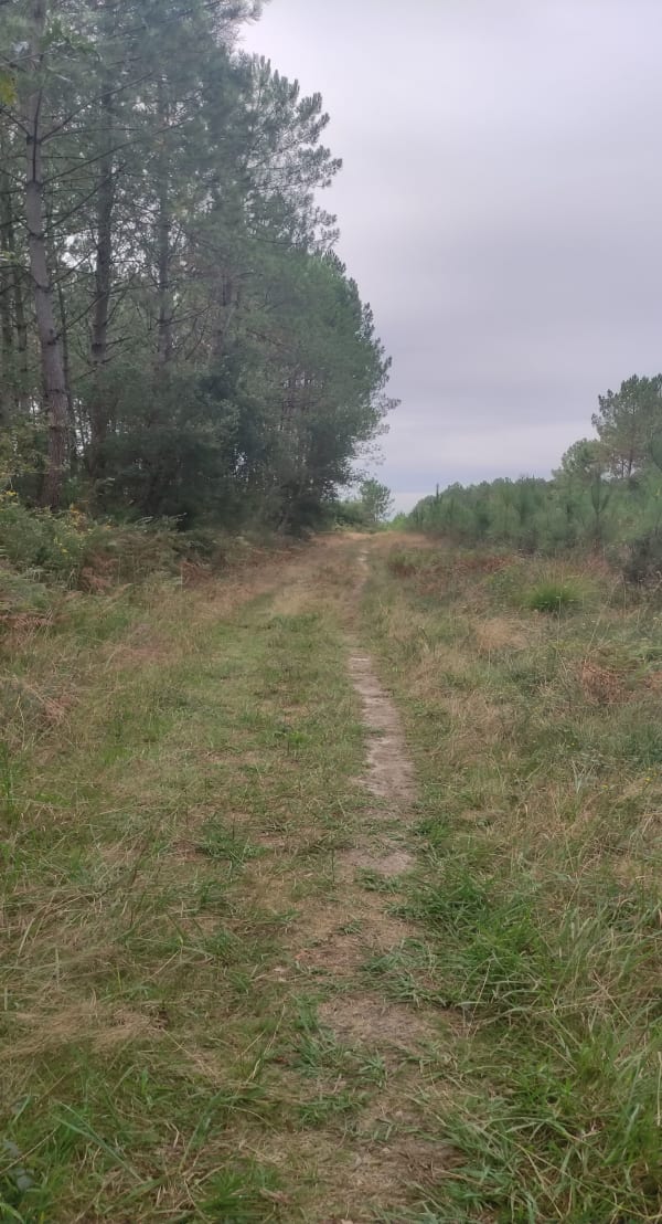 Saubion et balade apaisante dans une forêt charmante - CHANTAL - 1