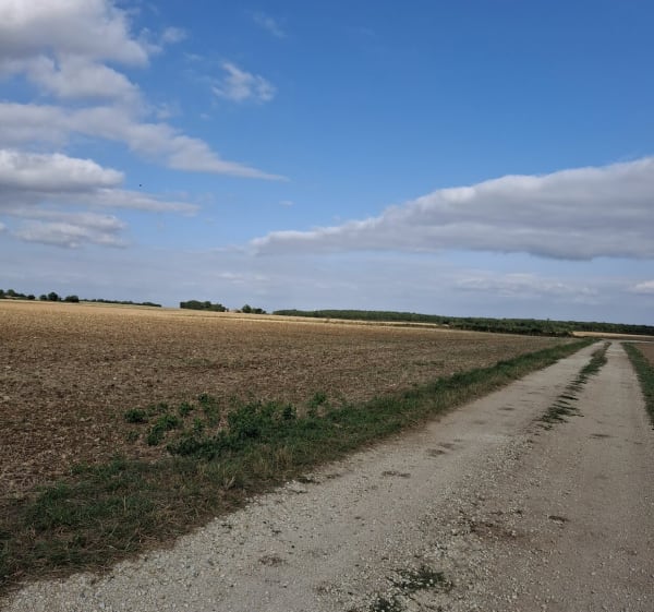 Belle balade dans les champs de Villefagnan - Laurence - 1