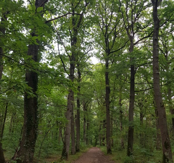 Bois de Sainte Apoline, par Etang de Plaisir - Magali - 1